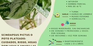 Scindapsus pictus o poto plateado: cuidados, riego, hojas dobladas y amarillas