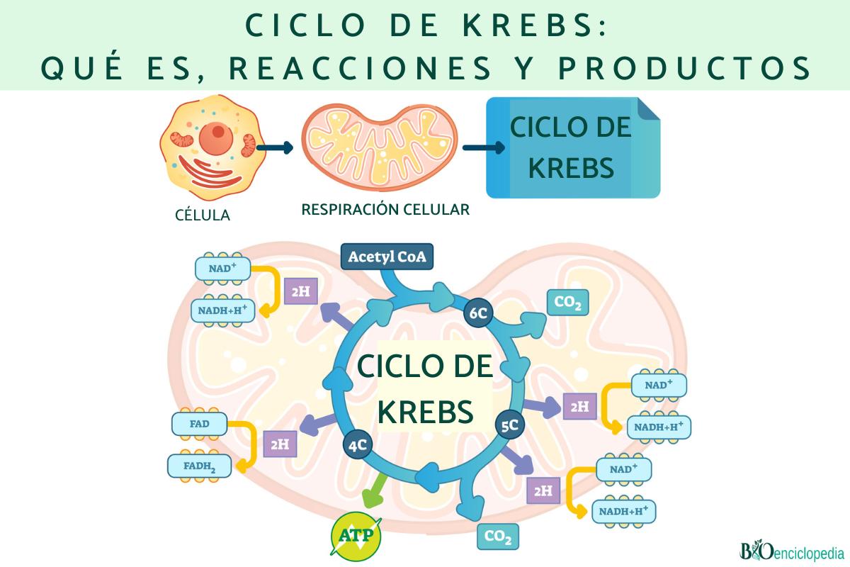Ciclo de Krebs: qué es, reacciones y productos