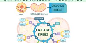 Ciclo de Krebs: qué es, reacciones y productos