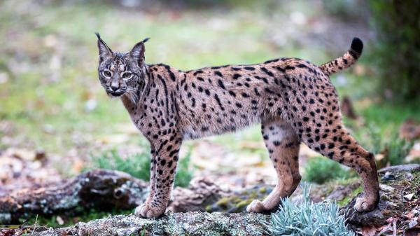 Rewilding o resilvestración: qué es, cómo funciona e importancia - ¿Cómo funciona la resilvestración? 