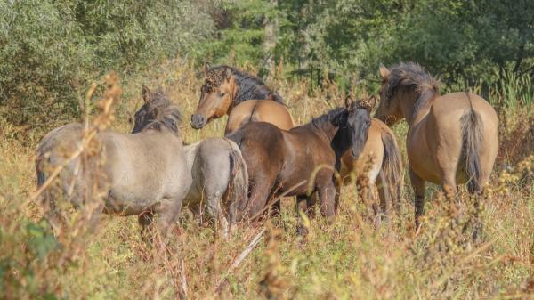 Rewilding o resilvestración: qué es, cómo funciona e importancia - ¿Cuál es la importancia del rewilding? 