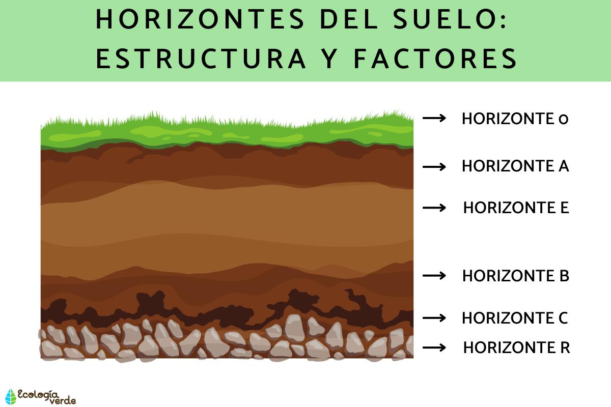 Horizontes del suelo: estructura y factores