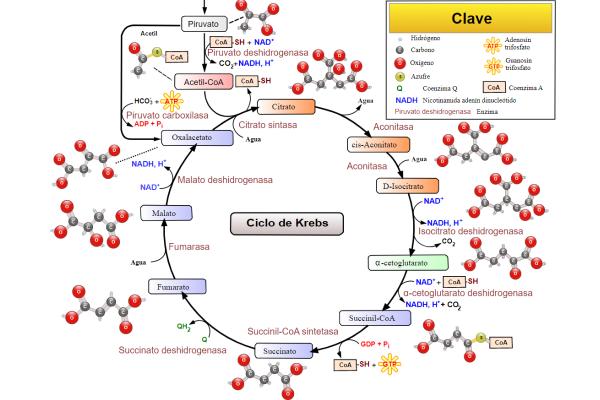 Ciclo de Krebs: qué es, reacciones y productos - Qué es el ciclo de Krebs y dónde ocurre 