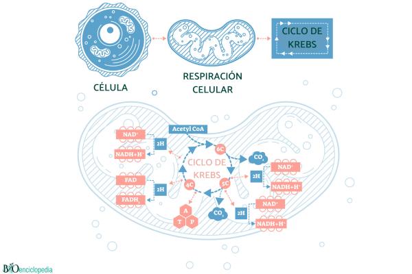 Ciclo de Krebs: qué es, reacciones y productos - Reacciones del ciclo de Krebs 