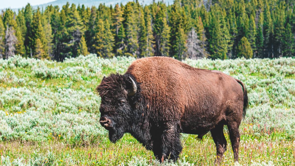 Rewilding o resilvestración: qué es, cómo funciona e importancia