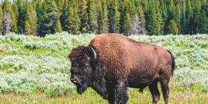 Rewilding o resilvestración: qué es, cómo funciona e importancia