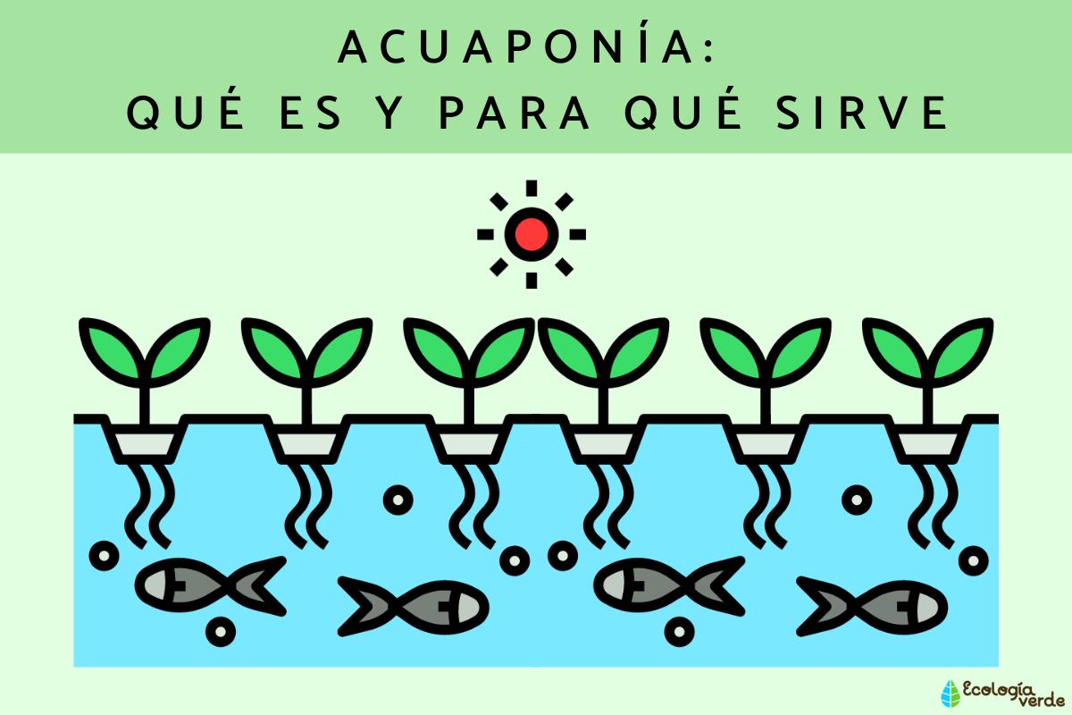 Acuaponía: qué es y para qué sirve