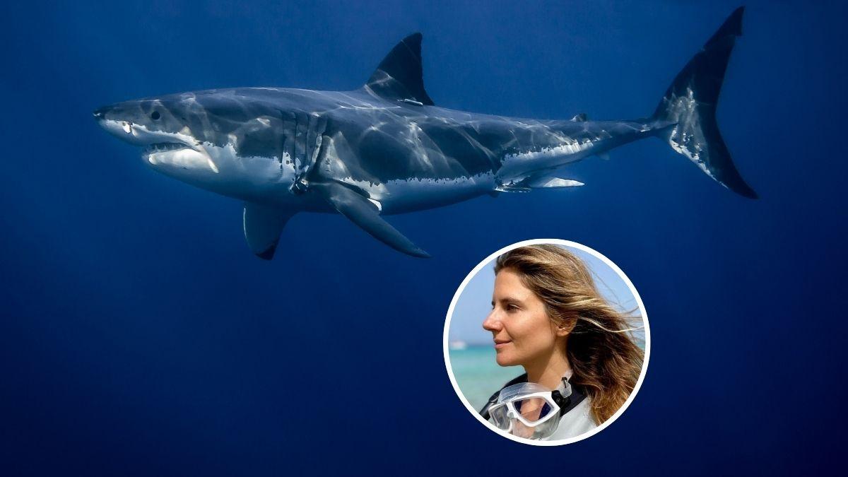 Gádor Muntaner, científica marina especializada en tiburones, sobre la aparición del tiburón blanco en el Mediterráneo español: "Este hallazgo no implica una recuperación poblacional"