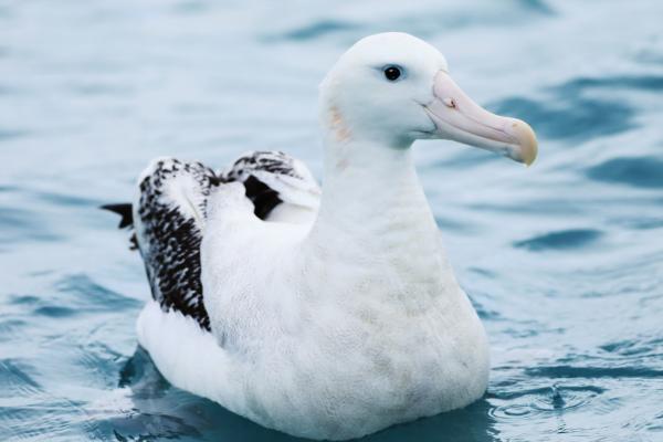 Animales del Polo Sur - Albatros níveo (Diomedea exulans)