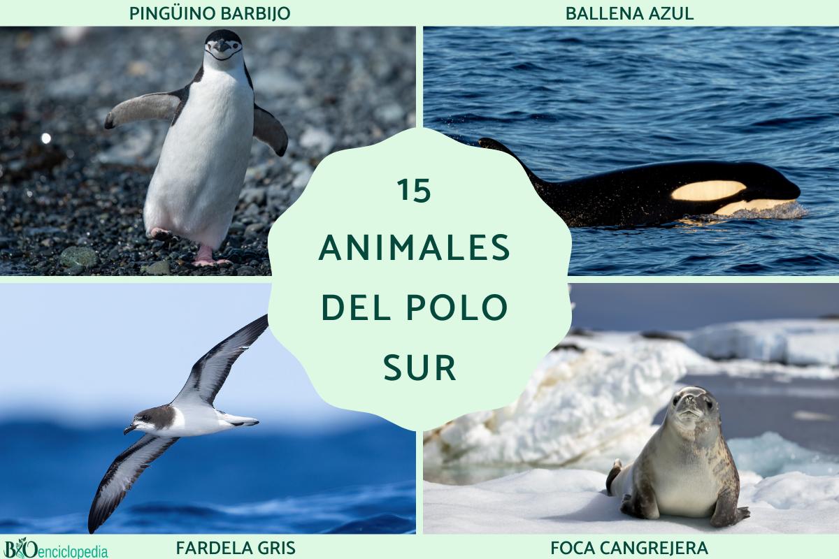 Animales del Polo Sur