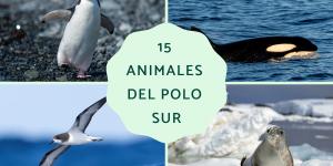 Animales del Polo Sur