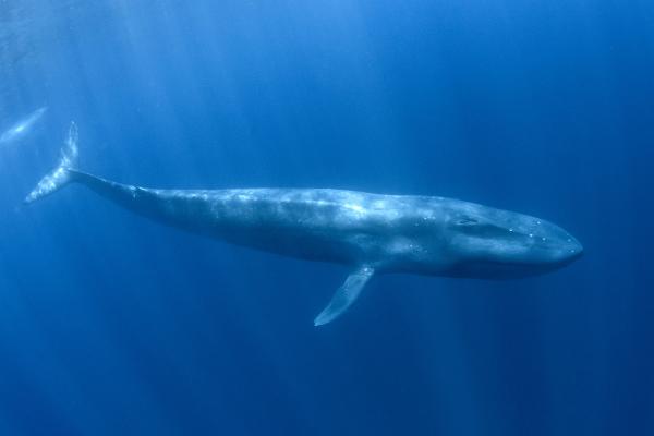 Animales del Polo Sur - Ballena azul (Balaenoptera musculus intermedia)