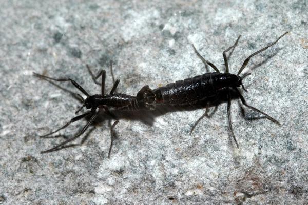 Animales del Polo Sur - Belgica antarctica