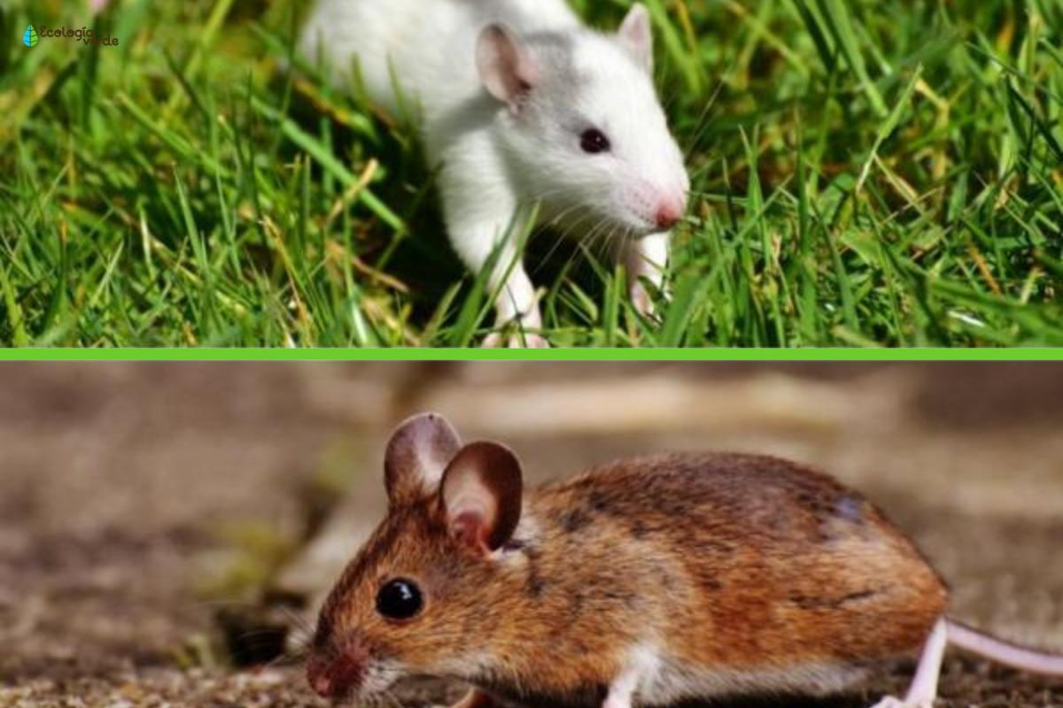 Diferencia entre rata y ratón