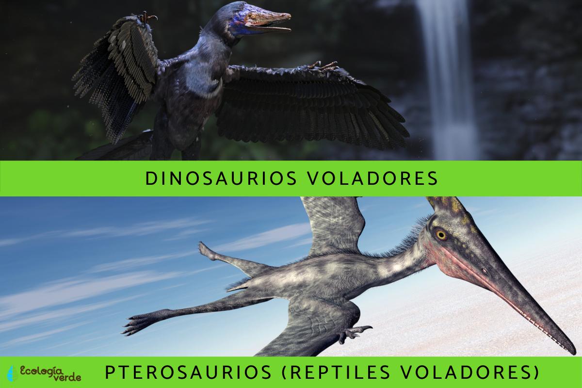 Dinosaurios voladores: tipos, nombres e imágenes