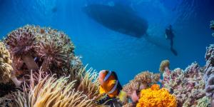 El Tratado de Alta Mar: el acuerdo que puede cambiar la protección de los océanos