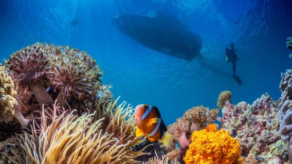 El Tratado de Alta Mar: el acuerdo que puede cambiar la protección de los océanos