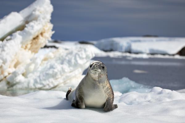 Animales del Polo Sur - Foca cangrejera (Lobodon carcinophagus)