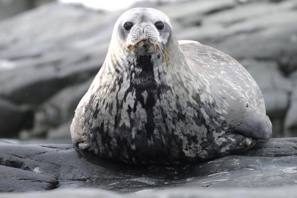 Animales del Polo Sur - Foca leopardo (Hydrurga leptonyx)