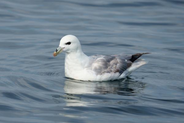 Animales del Polo Sur - Fulmar sureño (Fulmarus glacialoides)