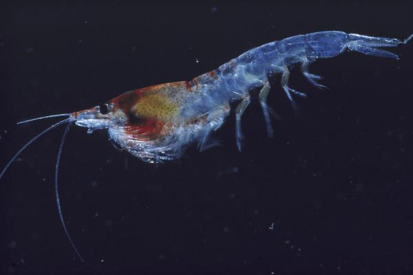 Animales del Polo Sur - Krill