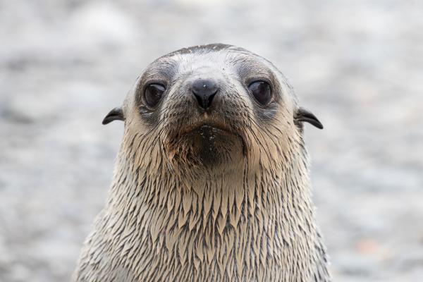 Animales del Polo Sur - Lobo marino antártico (Arctophoca gazella)