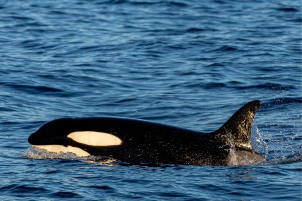 Animales del Polo Sur - Orca (Orcinus orca)