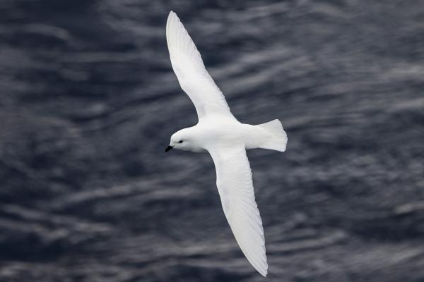 Animales del Polo Sur - Petrel níveo (Pagodroma nivea)