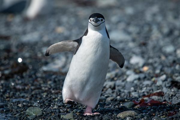 Animales del Polo Sur - Pingüino barbijo (Pygoscelis antarcticus)