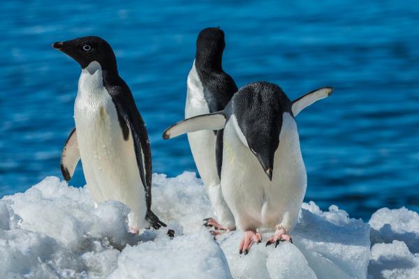 Animales del Polo Sur - Pingüino de Adelaida (Pygoscelis adeliae)