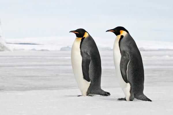 Animales del Polo Sur - Pingüino emperador (Aptenodytes forsteri)