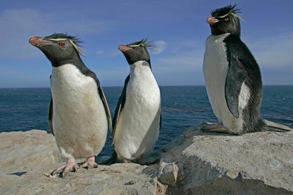 Animales del Polo Sur - Pingüino saltarocas austral (Eudyptes chrysocome)