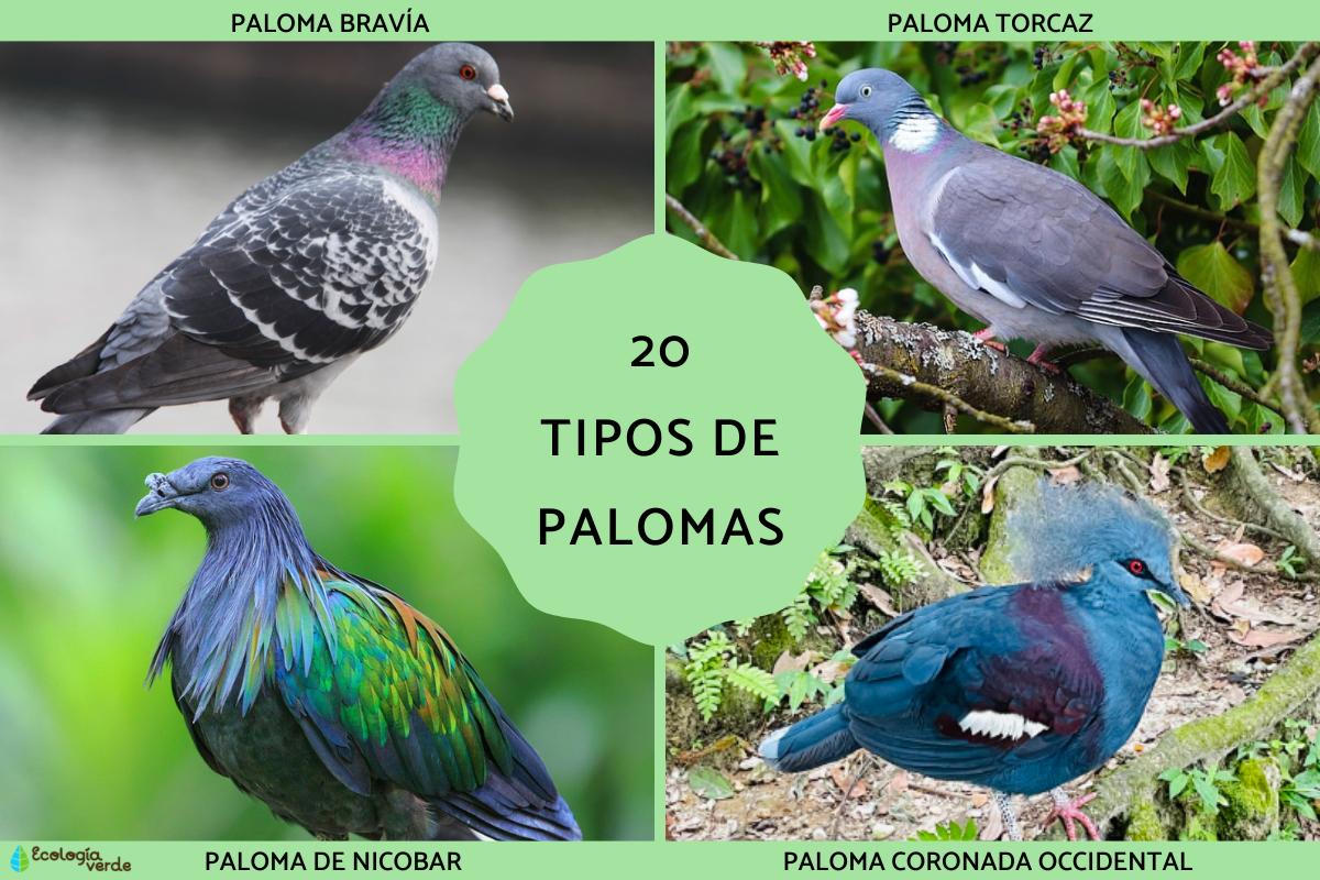 Tipos de palomas