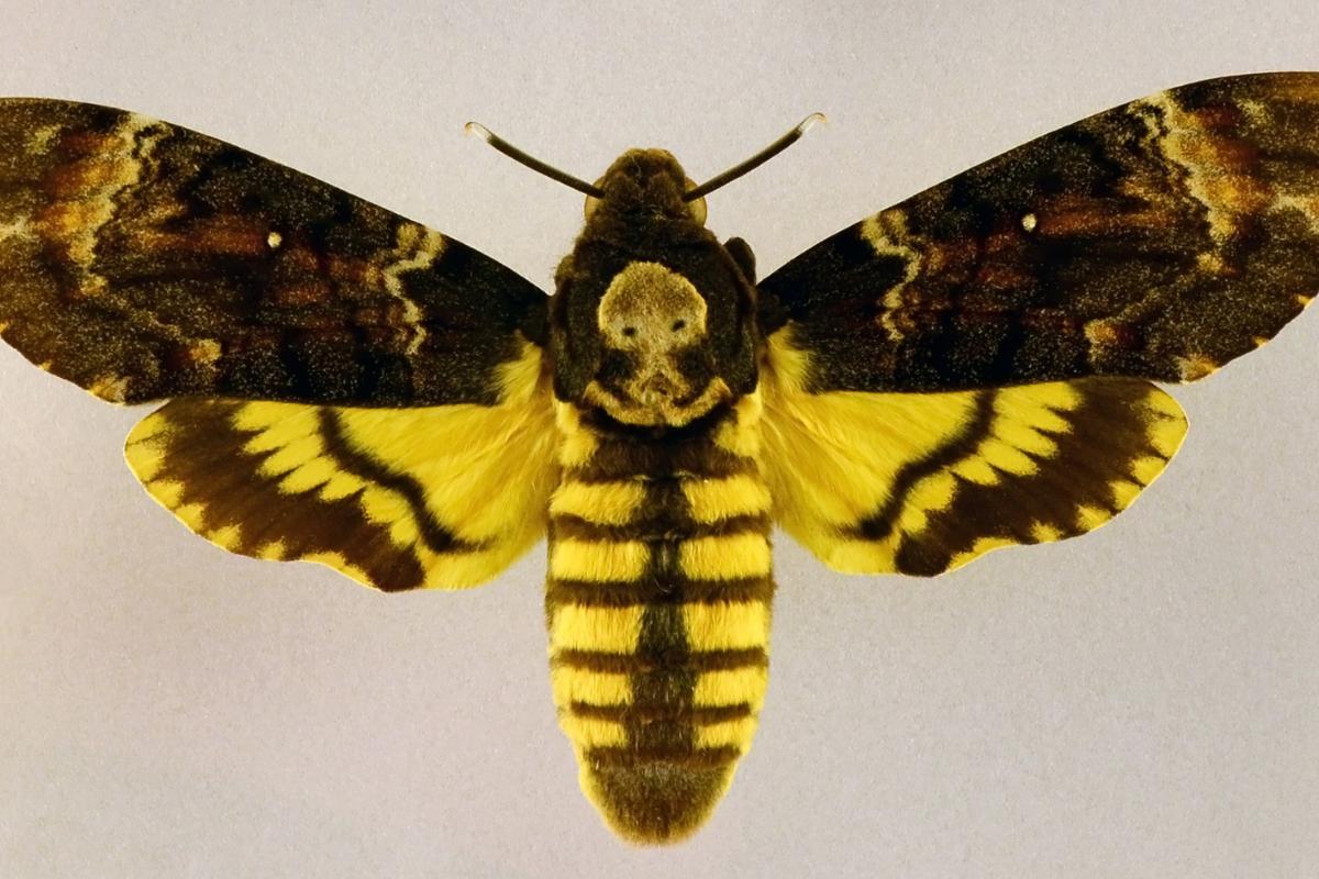 Acherontia atropos o mariposa calavera: características, hábitat y alimentación
