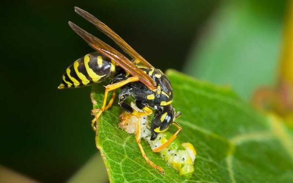 Avispa - Alimentación de la avispa