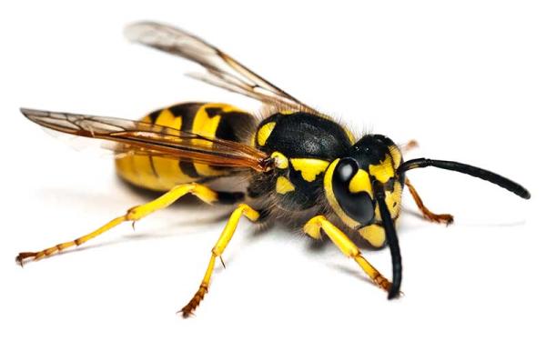 Avispa - Características y descripción de la avispa