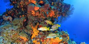 Los biólogos marinos no se lo esperaban: este parque eólico se ha convertido en refugio de pulpos y más de 270 especies marinas