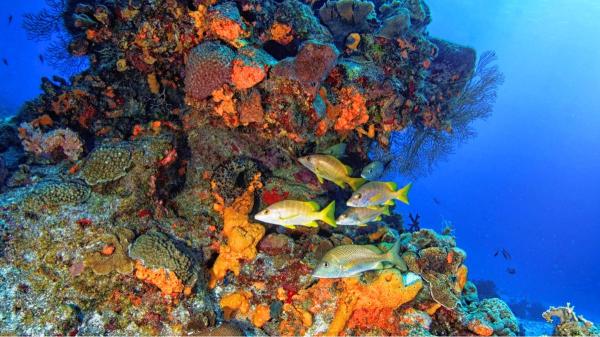 Los biólogos marinos no se lo esperaban: este parque eólico se ha convertido en refugio de pulpos y más de 270 especies marinas