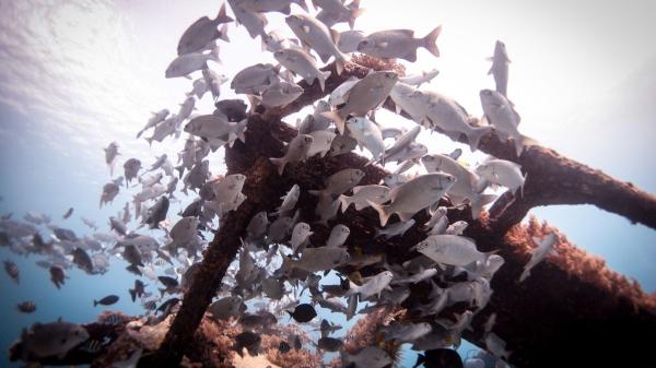 Los biólogos marinos no se lo esperaban: este parque eólico se ha convertido en refugio de pulpos y más de 270 especies marinas - No todos los científicos son igual de optimistas