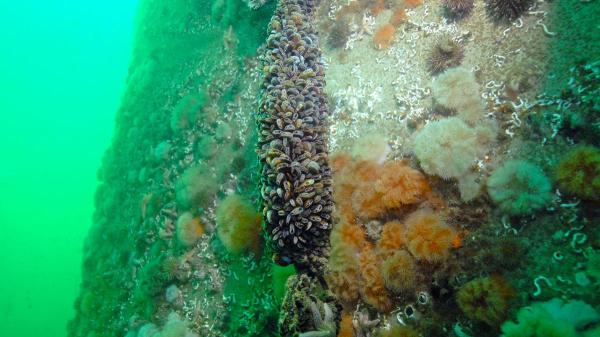 Los biólogos marinos no se lo esperaban: este parque eólico se ha convertido en refugio de pulpos y más de 270 especies marinas - Pulpos, peces y más biodiversidad inesperada en este parque eólico marino portugués