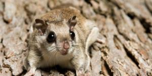 Ardillas voladoras