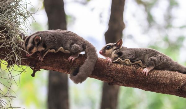 Ardillas voladoras - Características de la ardilla voladora