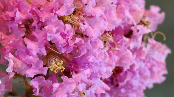 Ni olivo ni limonero: el árbol de flores que resiste el calor, da sombra y transforma cualquier jardín - El árbol de Júpiter, la especie que florece cuando otras plantas sufren por el calor