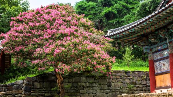 Ni olivo ni limonero: el árbol de flores que resiste el calor, da sombra y transforma cualquier jardín - El motivo por el que cada vez más personas lo eligen para sus jardines