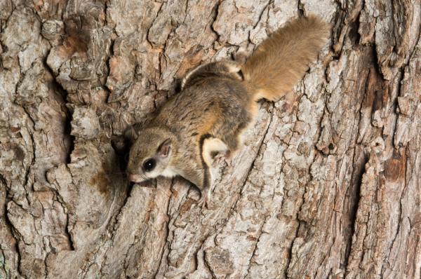 Ardillas voladoras - Hábitat de la ardilla voladora 