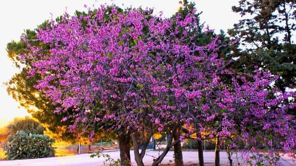 Ni olivo ni limonero: el árbol de flores que resiste el calor, da sombra y transforma cualquier jardín - Los cuidados básicos para disfrutar de una floración espectacular