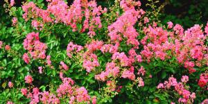 Ni olivo ni limonero: el árbol de flores que resiste el calor, da sombra y transforma cualquier jardín