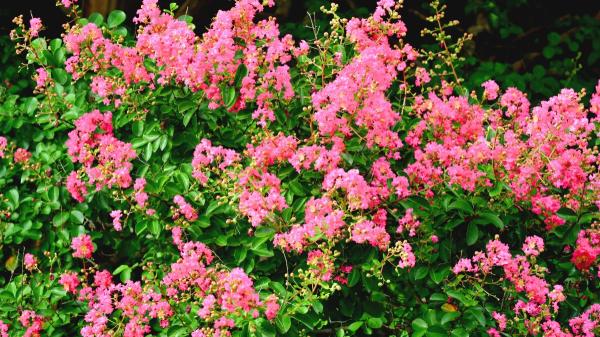 Ni olivo ni limonero: el árbol de flores que resiste el calor, da sombra y transforma cualquier jardín