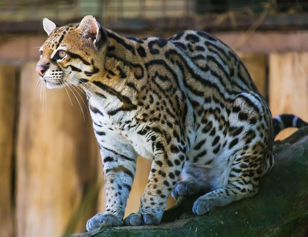 Por qué está el ocelote en peligro de extinción