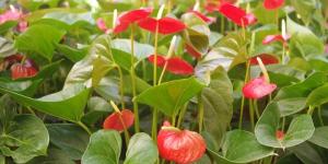 Cómo escoger plantas ornamentales